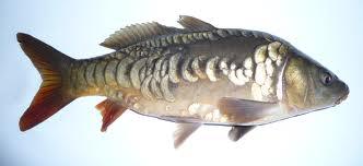 fish :) - imagesgug.jpg